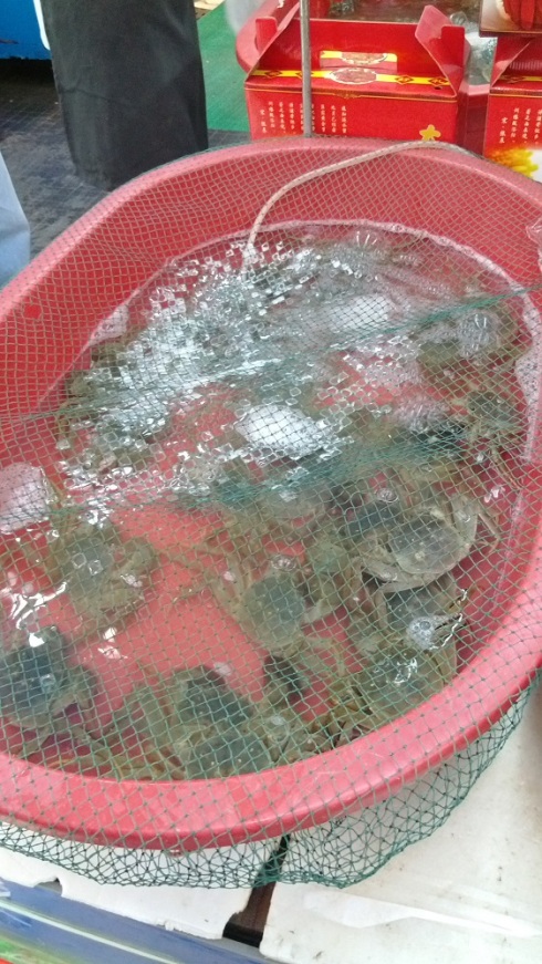 One of the tubs of crabs - yes they are hairy - there is hair on their front claws